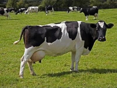 Đối phó với viêm chân móng và viêm vú bò sữa