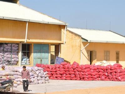 Giá lúa gạo tăng cao, thương lái khó gom đủ hàng