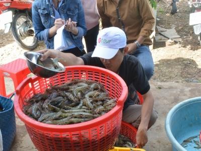 Giá tôm thẻ chân trắng tăng cao