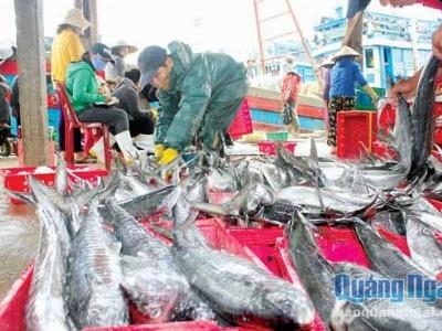 Ngư dân Lý Sơn trúng mùa biển đầu năm