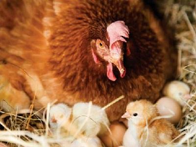 Khởi nghiệp nuôi gà siêu trứng mô hình trang trại