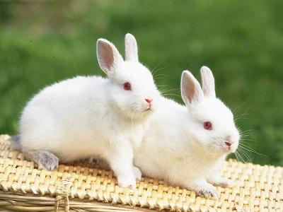 Kĩ thuật phối giống cho thỏ