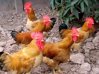 Kỹ thuật nuôi gà Lương Phượng