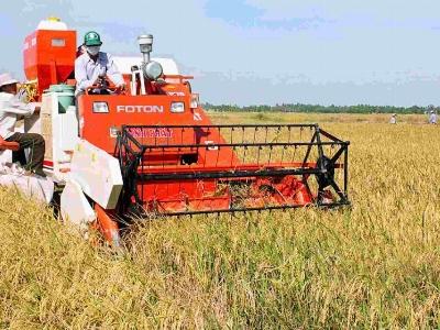 Lúa Tài nguyên bán được giá cao