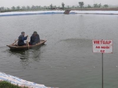 Nông dân Đầm Dơi phát triển mô hình nuôi tôm VietGAP