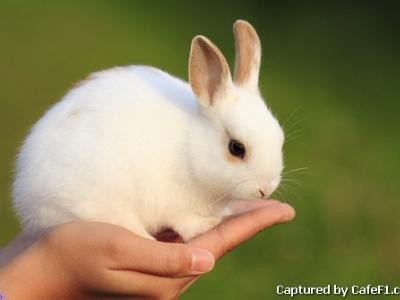 Một số thao tác kiểm tra sức khỏe thỏ