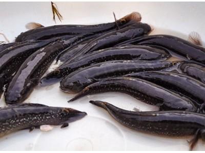 Thị Xã Sông Cầu (Phú Yên) có 500 lồng nuôi cá bớp bị dịch bệnh