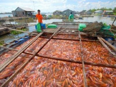 Nuôi cá điêu hồng có lời, cá tra lại lỗ