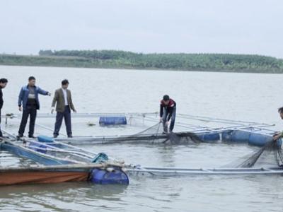 Phát triển nuôi cá lồng ở Song Giang