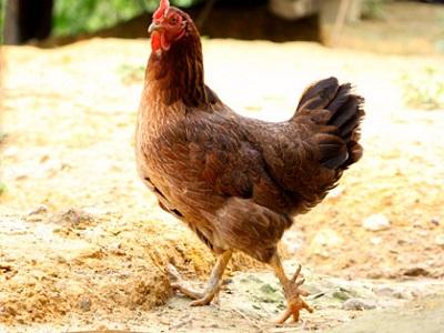 Phân biệt bệnh Gumboro với bệnh dịch tả ở gà