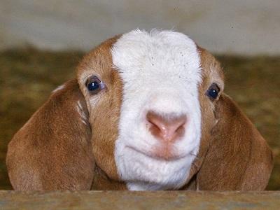 Phòng ngừa bệnh uốn ván ở bê mới sinh hay cừu, dê non trong thời gian chăn nuôi