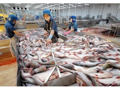 Diện tích nuôi trồng và sản lượng cá tra giảm