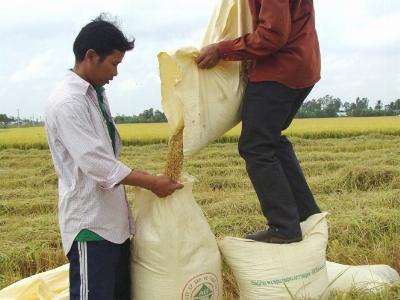 Vì sao Hậu Giang hạ được giá thành SX lúa?