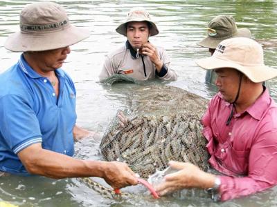 Cơ hội nào cho tôm, cá tra xuất khẩu?