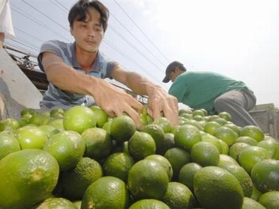 Trái cây tăng giá mạnh vì nắng nóng