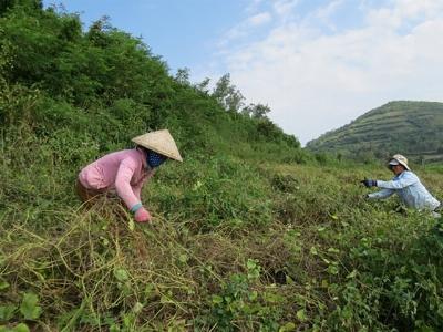 Trồng đậu đỏ khoán trắng cho... trời