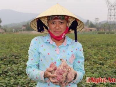 Trồng khoai lang đỏ ở Nghệ An đạt 360 triệu đồng/ha