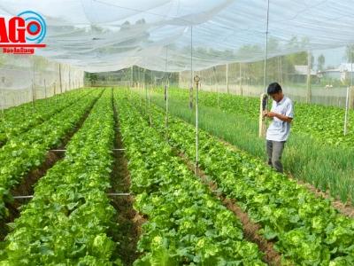 An Giang trồng rau an toàn trong nhà lưới giá rẻ