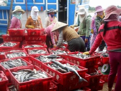 Trúng đậm luồng cá, ngư dân Lý Sơn kiếm cả trăm triệu đồng