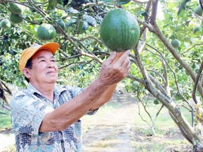 Lão nông tỷ phú làm giàu ở tuổi cổ lai hy