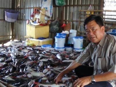 Hơn 3 tỷ đồng hỗ trợ vụ cá chết ở An Giang