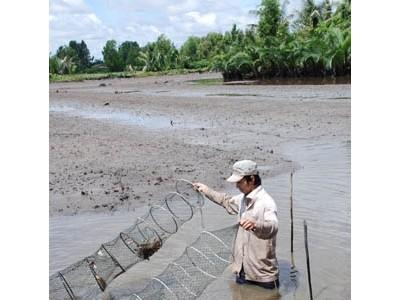 Nông dân thả nuôi vụ tôm mới