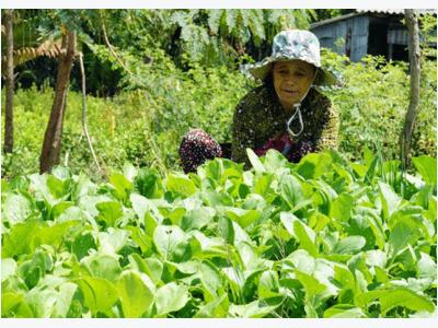 Kỳ tích trồng màu trên vùng biển mặn