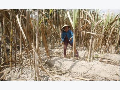 Vietnam sees full state exit from sugar mills by end 2017