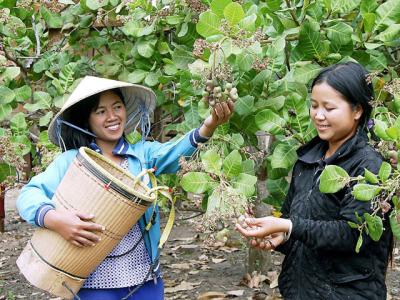 Giá điều tươi đang ở mức cao kỷ lục, bà con vẫn không vui?