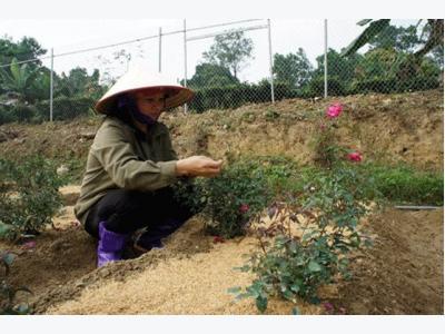 Xây dựng vùng nông nghiệp sạch, hữu cơ ở Sóc Sơn