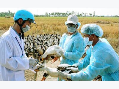 Bệnh cúm A/H7N9 nguy hiểm như thế nào?