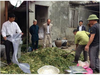 Thức ăn ủ chua cho gia súc góp phần nâng cao năng suất và giảm phát thải khí nhà kính