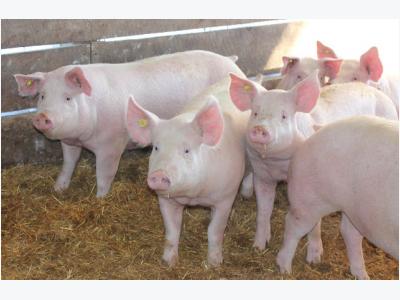Benefits of extra liquid methionine for sows