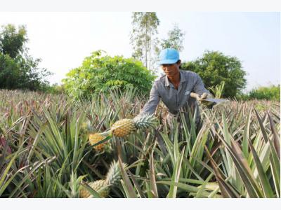 Trồng dứa trên đất phèn thu hàng trăm triệu đồng mỗi năm