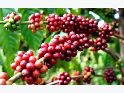 Peppercorn export drops in two months