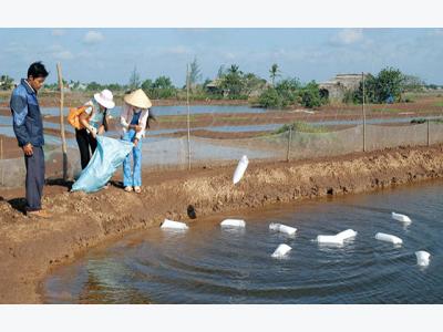 Băn khoăn xuống giống vụ mới