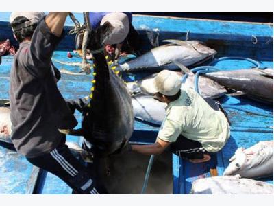 Tuna export revenue forecast to grow on better catch