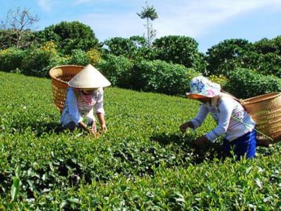 6,500 households to join in international standard tea production in 2017