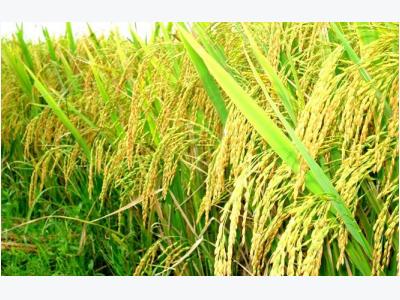 Sustainable rice production program launched in Vietnam