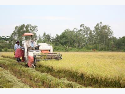 Rice exporters suffer losses due to sudden domestic price hike