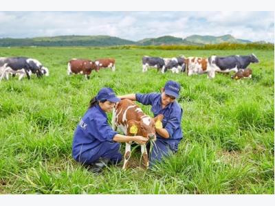 Vinamilk opens first European-standard dairy farm in Vietnam