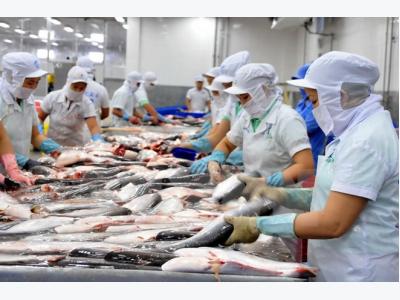Pangasius prices on the rise
