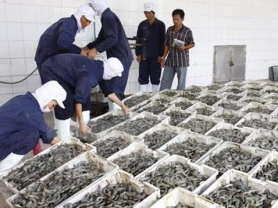 Mekong Deltas raw shrimp prices soar
