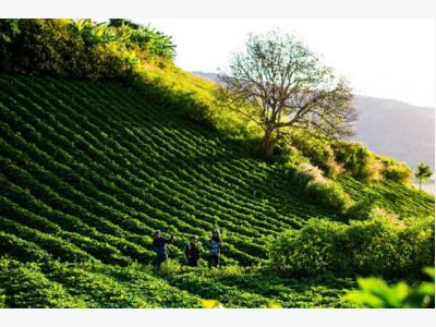 Đồi chè hơn 1.000 ha cạnh hồ nước ngọt trên cao nguyên