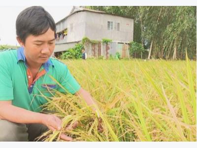 Đồng Tháp: Hiệu quả áp dụng mô hình giảm giá thành sản xuất lúa