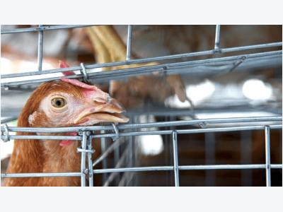 Health official alerts potential human bird flu infections