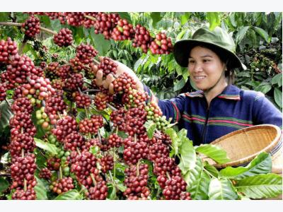 Ấn Độ chính thức bỏ lệnh cấm nhập khẩu 6 nông sản Việt