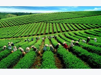 Vietnam boosts tea exports to the US