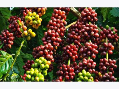 Vietnamese grow coffee, foreigners pocket profits