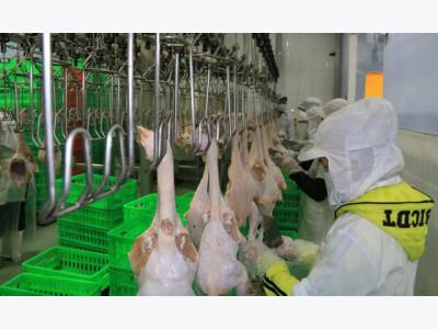 VNs chicken industry takes flight